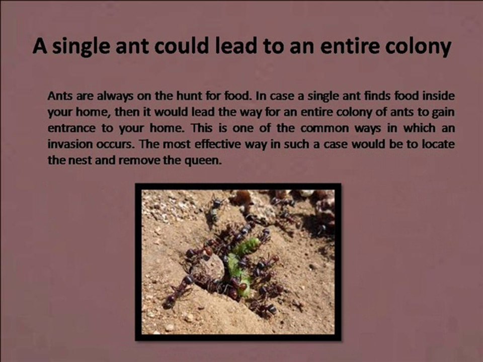 Ant pest control needs to be a part of your top priorities