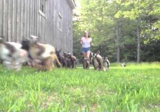 Baby Goats Love to Jog