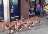 Geese March Through City Streets