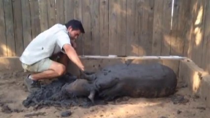 Baby rhino can't sleep alone after witnessing mother's death