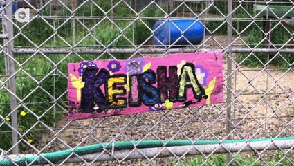 3 Tigers Rescued from NY “Sanctuary”