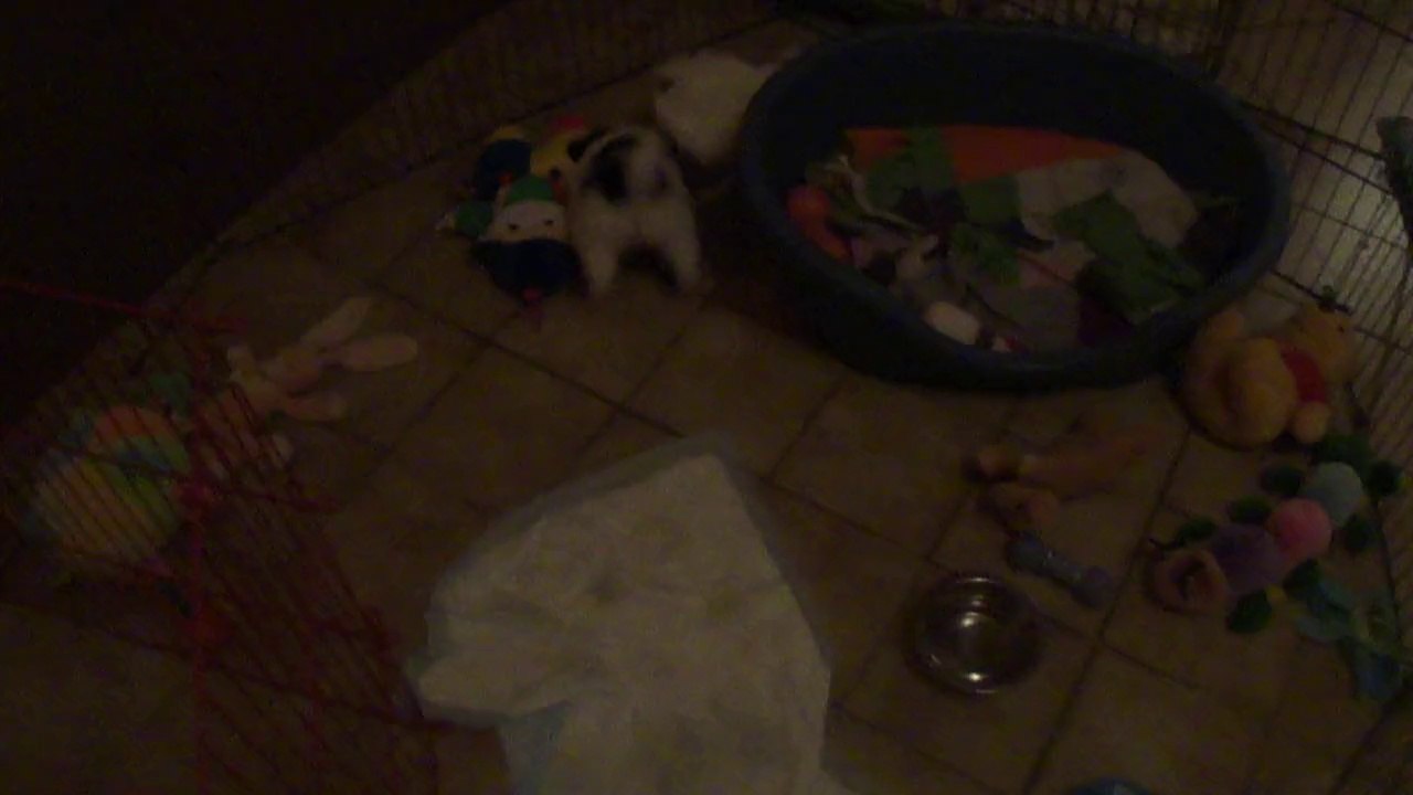 M4H04698 Jade et Jeannette au moment de dormir...C'est pas gagné!!