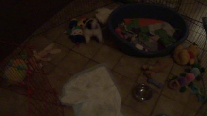 M4H04698 Jade et Jeannette au moment de dormir...C'est pas gagné!!