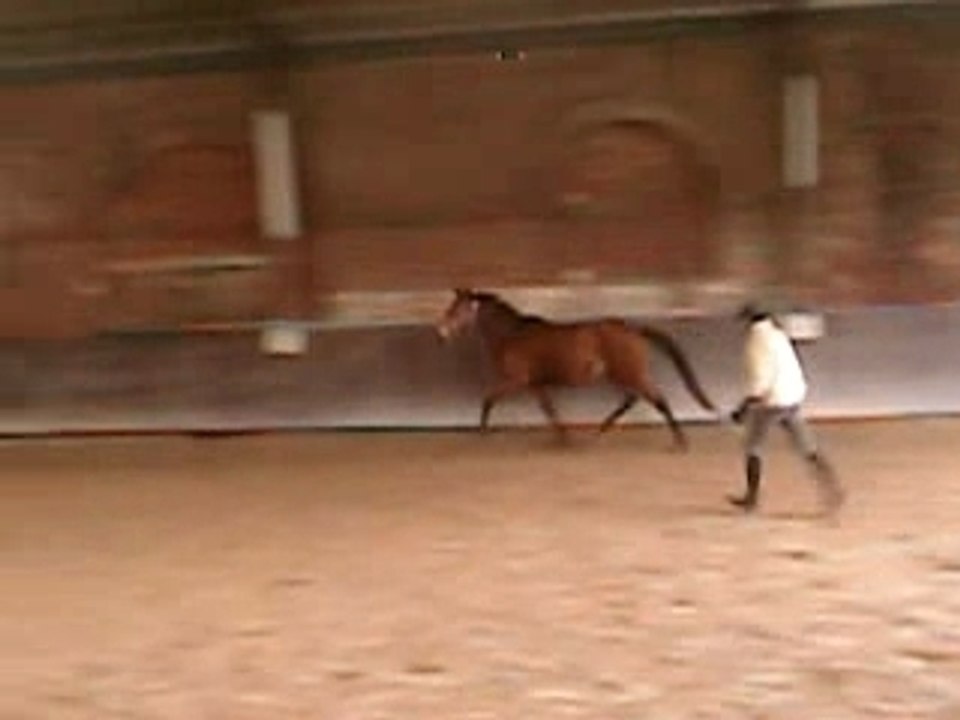 New Elegante, saut en liberté 3