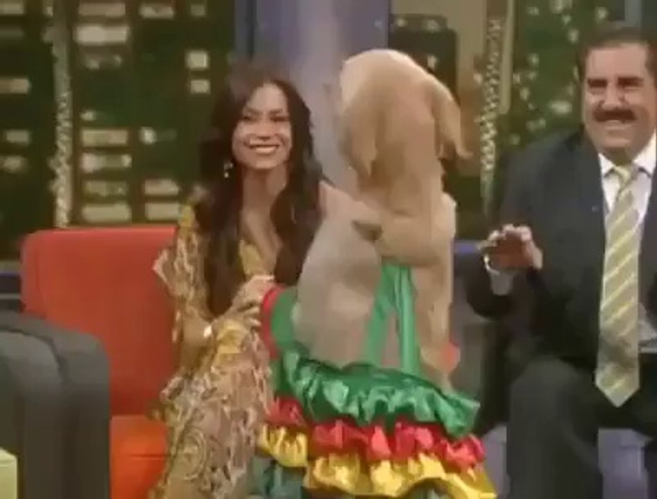 Dog Dancing Video