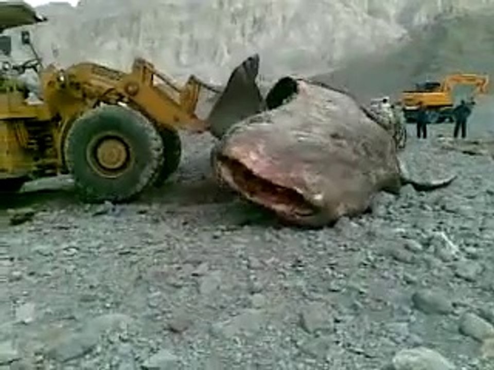 Whale Death