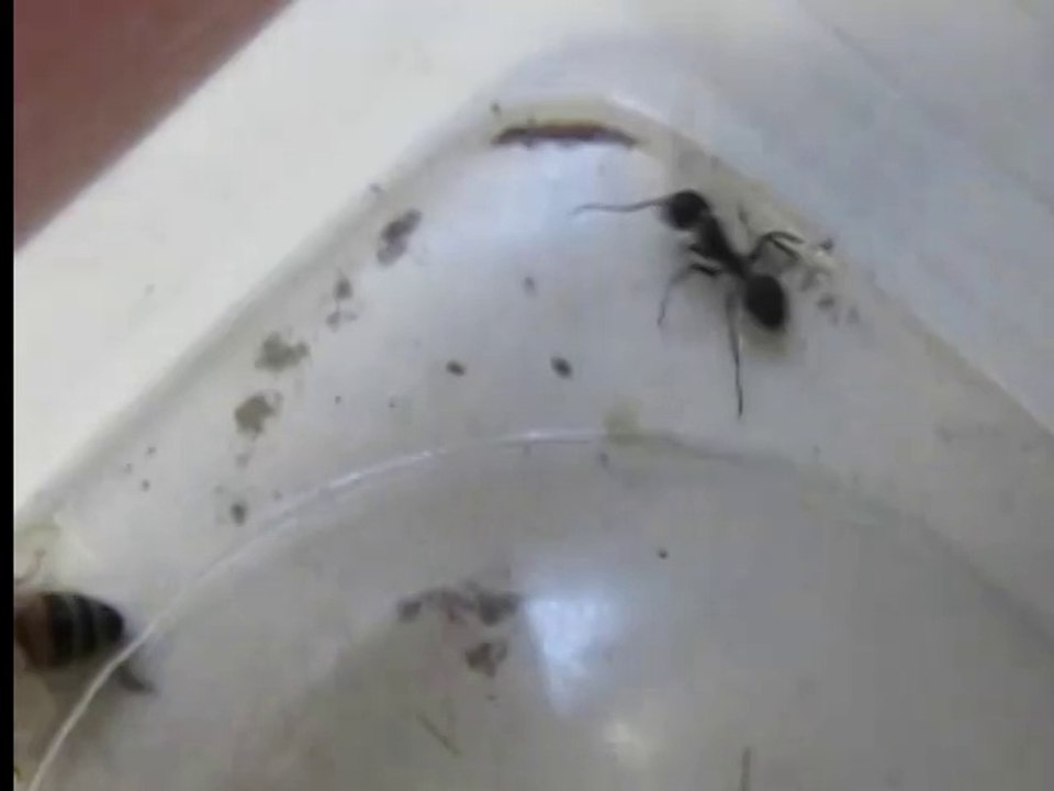 Ant vs Bee