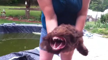 Dog VS Leaf Blower! Hilarious pet...