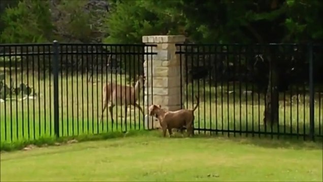 Un chien et un cerf jouent ensemble comme des petits fous!