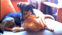 Dogs Annoying Cats with Their Friendship - Huffington Post