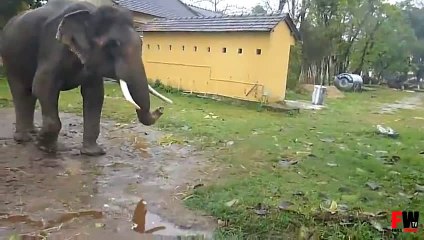 FAILS WORLD - Elephant attack tourist
