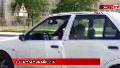 E-5'te maymun sürprizi