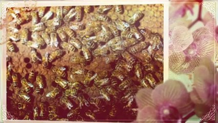 Bee Removal Winter Haven Florida | 863 412 9895
