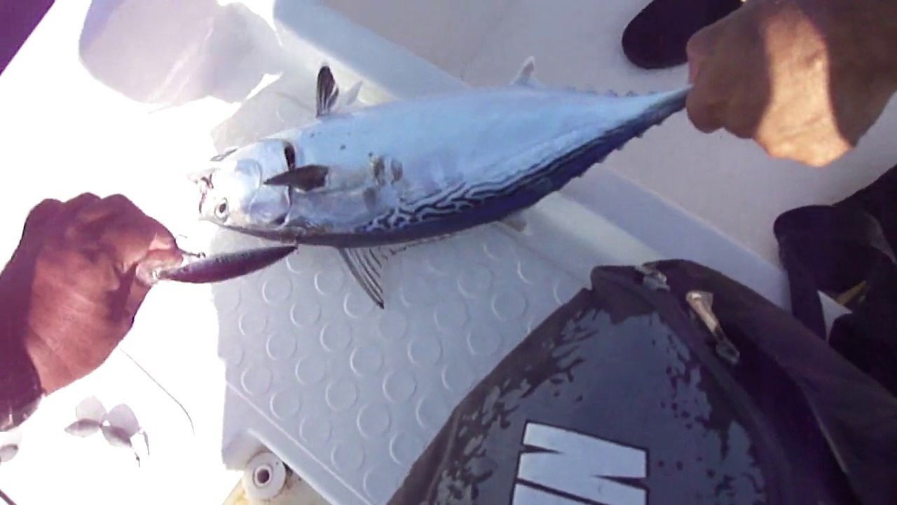 TROFE YAZILI ORKİNOS AVI - www.adrasanbalik.com