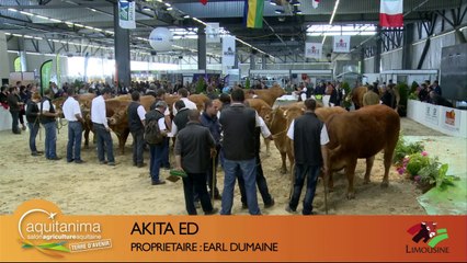 Vente aux enchères race Limousine - AQUITANIMA 2014