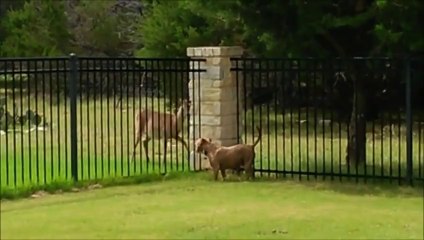 Dog And Deer Play Between Fence
