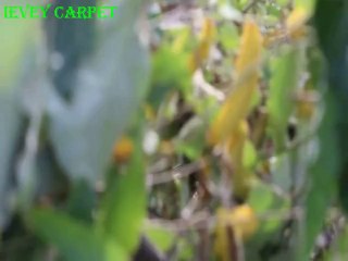 Tussah-"Mother" of Oriental handmade silk carpet