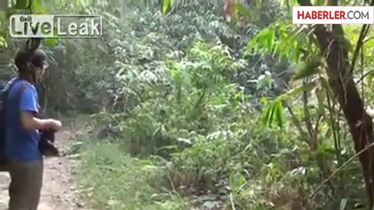 Üzerine Gelen Fili Tek Eliyle Durdurdu