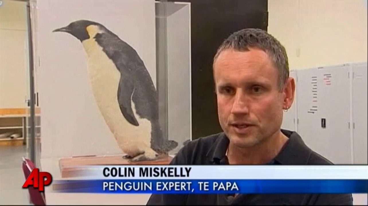 Penguin steps ashore far from home