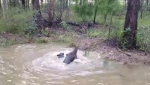 Kangourou vs Chien ! mdr a voir