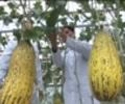 Kuraklığa karşı susuz domates ve kavun