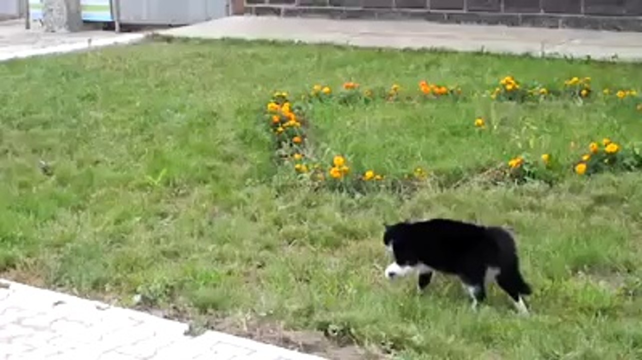 Köpeğin Gururuyla Oynayan Kedi