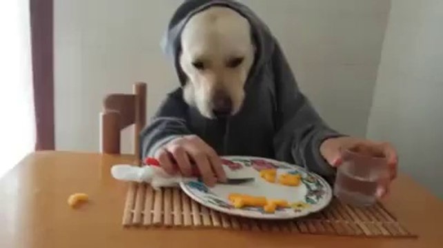 Innocent dog eating like Human