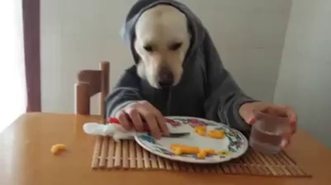 Innocent dog eating like Human