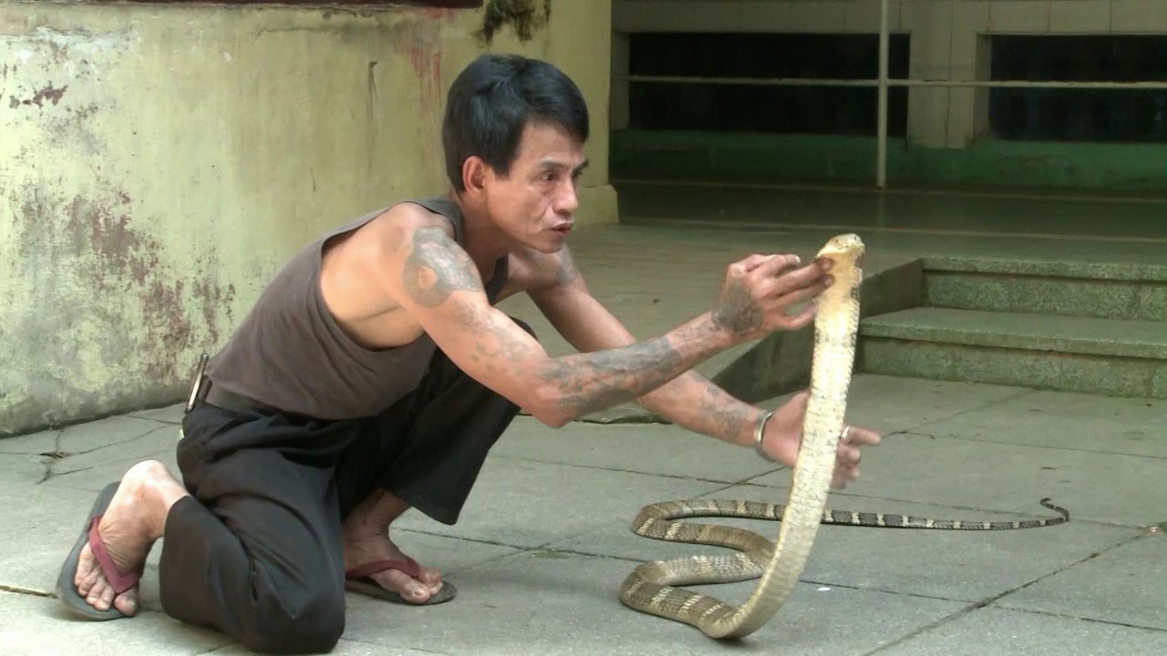 En Birmanie, les serpents tuent plus qu'ailleurs dans le monde