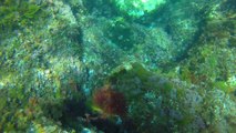 Presqu'île de Giens  - sous l'eau
