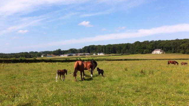 Des poulains nés d'un transfert d'embryon