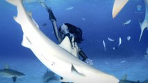 Dive and swim with tiger sharks without protection or security! Awesome and dangerous...