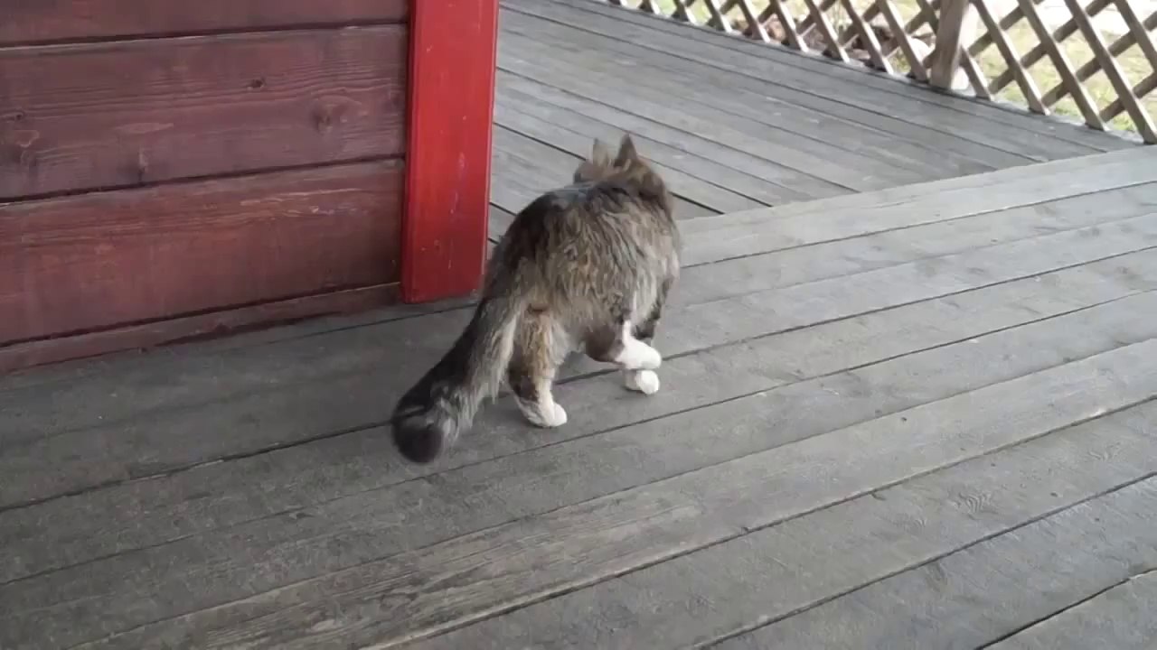 Démarche de chat trop bizarre... Et tordant!