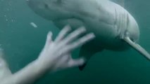 Un homme face à un grand requin blanc
