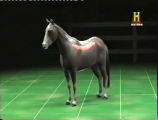 Alimentacion: Solomillo de caballo