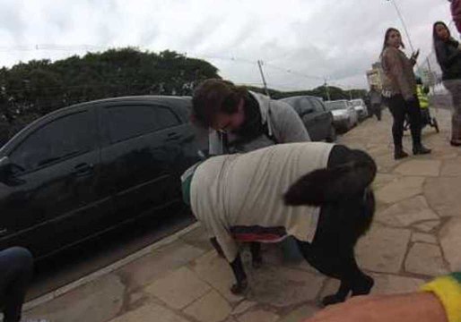 Dog Reunited With Lost Owner After 800 Km Trek