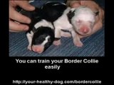 Border Collie Training