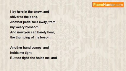 Shijin Ronin - A Dying Rose