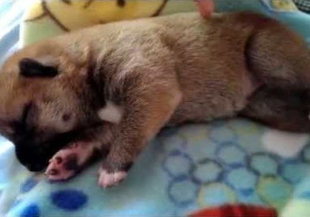 Adorable Puppy Twitches in Sleep