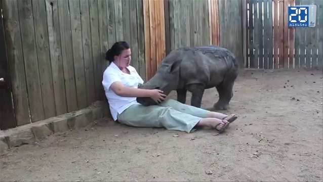 Un bébé Rhinocéros sauvé fait un calin