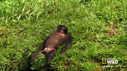 maymunlar  neşe veren  hayvanlar