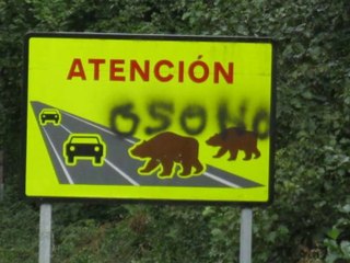 Muerte de una osa en Quiros: Ecologistas Asturianos denuncian el furtivismo