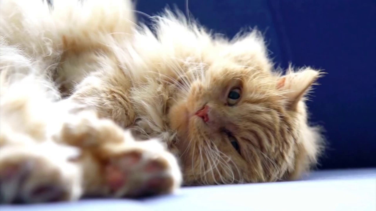 Vestel klima mı kedi mi Kim kazanır #kedikazanır