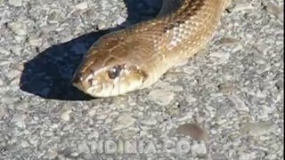 Salvando a una Serpiente escalera - Cobra-de-escada - Saving a ladder snake from being run over
