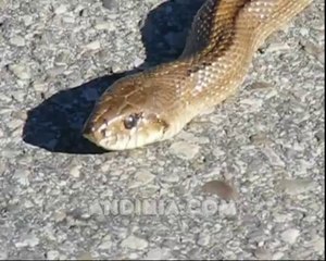 Salvando a una Serpiente escalera - Cobra-de-escada - Saving a ladder snake from being run over