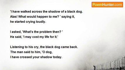 Sayeed Abubakar - Shadow of a Black Dog