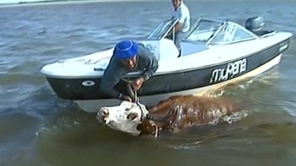 Farmers in flooded Iguazu Falls region rush to save livestock
