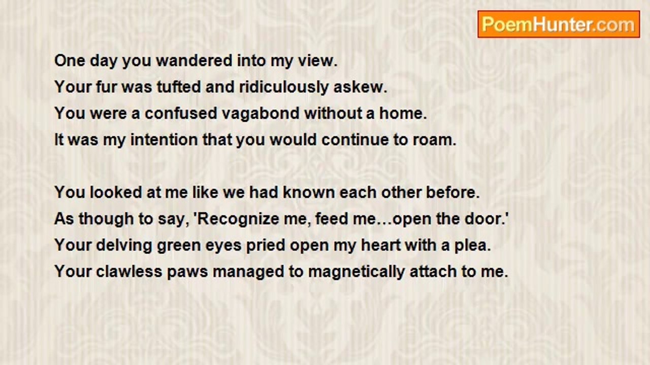 Theresa Ann Moore - Stray Cat