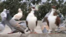 High Flying Indian Pigeons