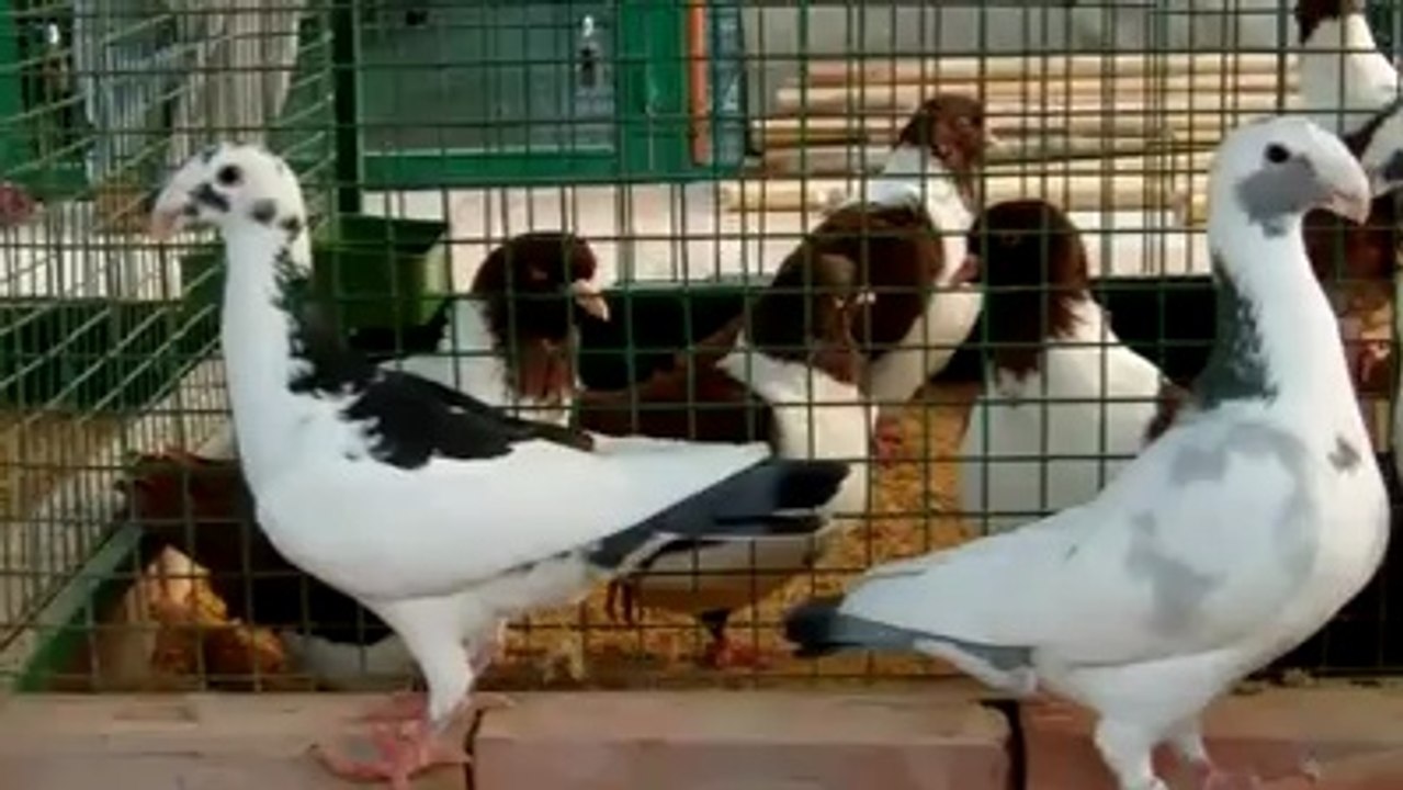 German Beauty Homers